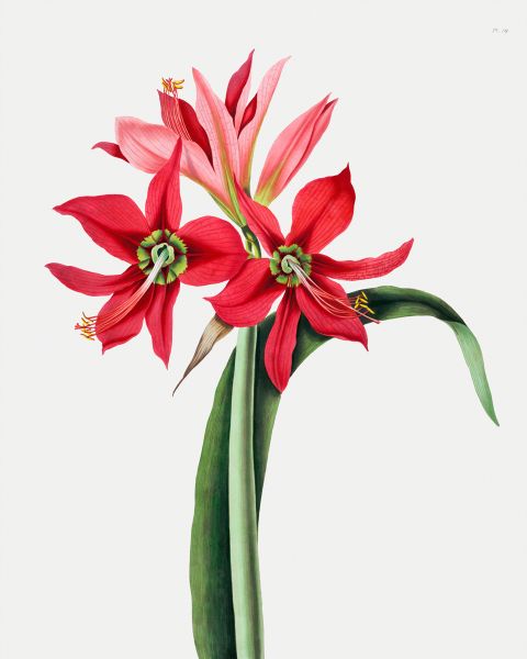 Amaryllis Aulica