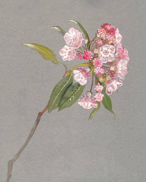 Bough Of Mountain Laurel