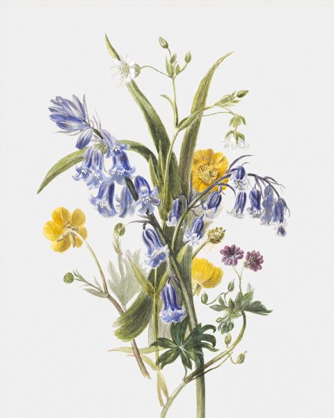 Bunch Of Wild Flowers