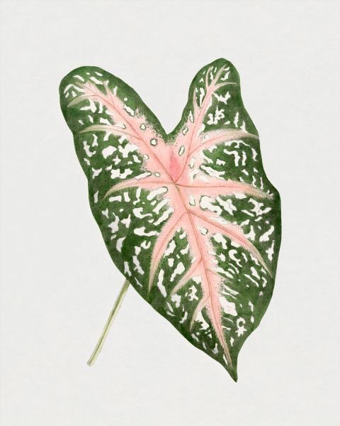 Carolyn Whorton Leaf