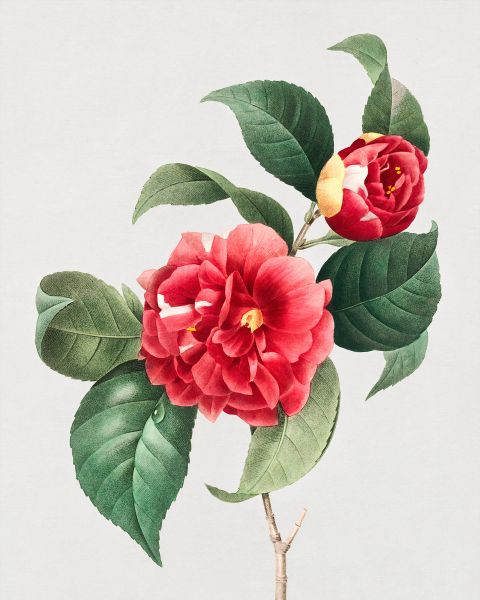 Choix Des Plus Belles Fleurs