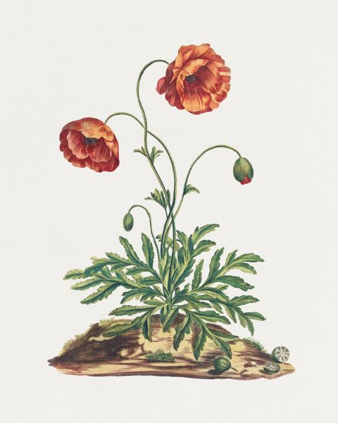Common Red Field Poppy