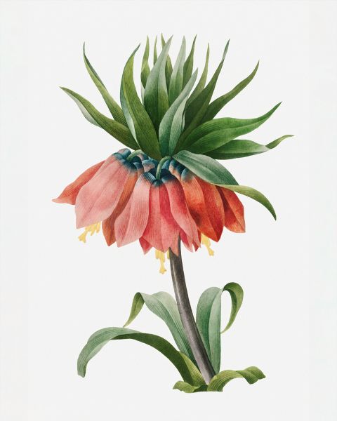 Crown Imperial Fritillary