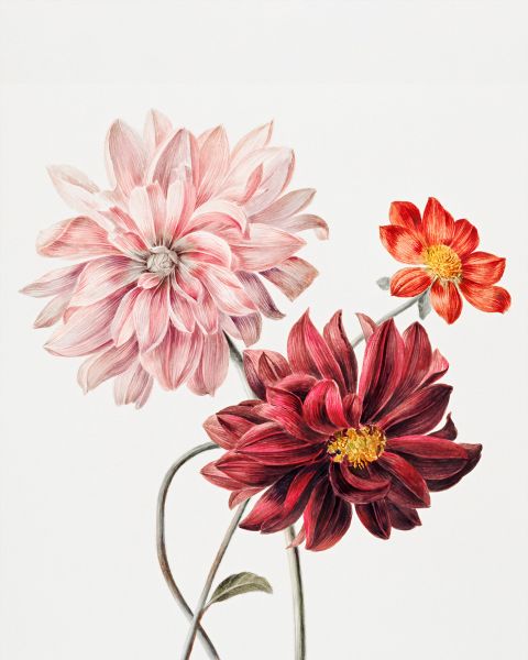 Dahlias