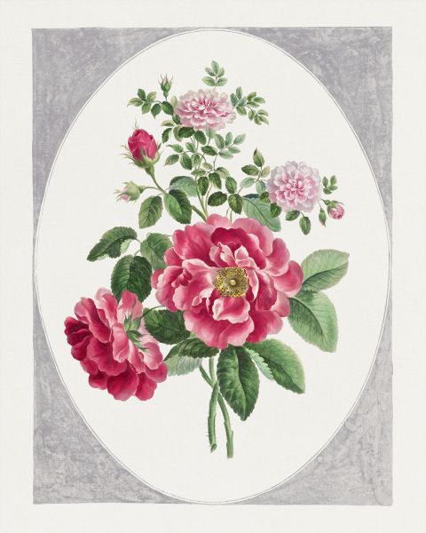 Damask Rose