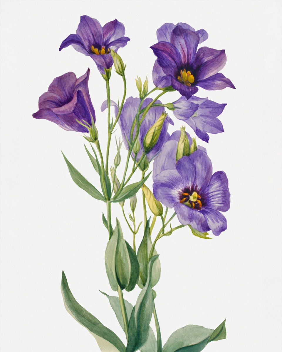 Eustoma Russelianum