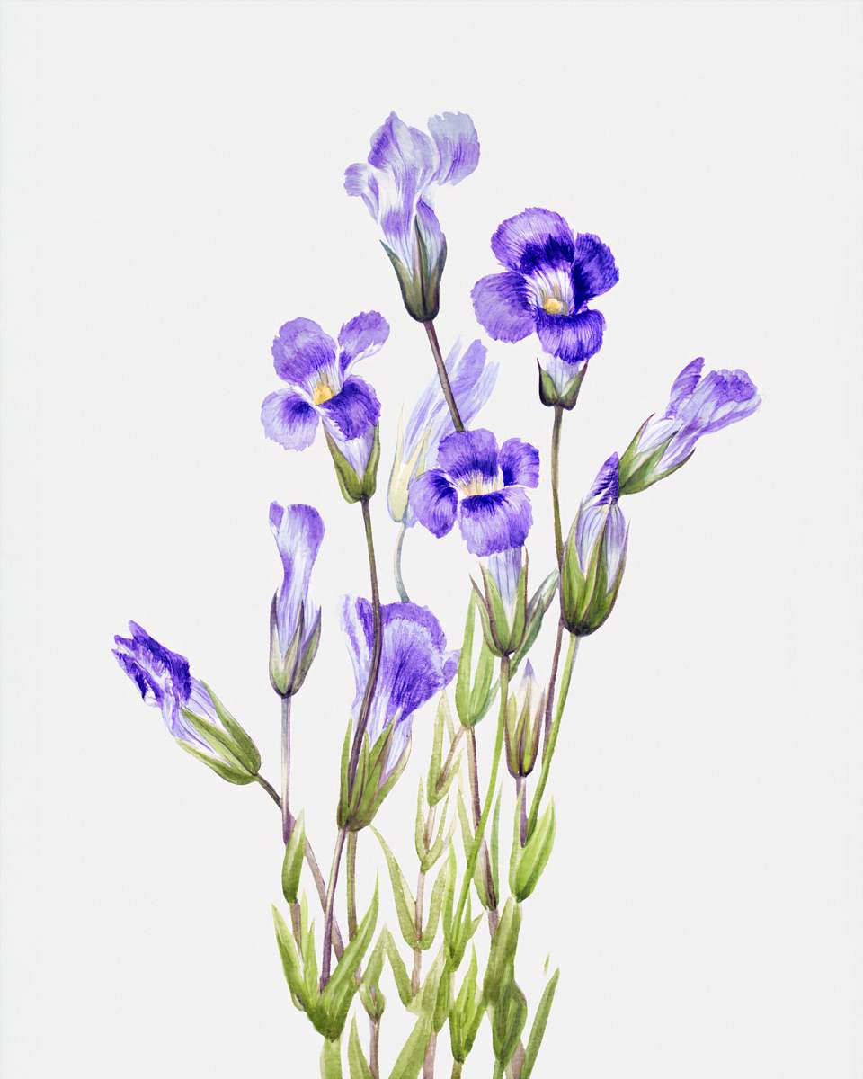 Fringed Gentian