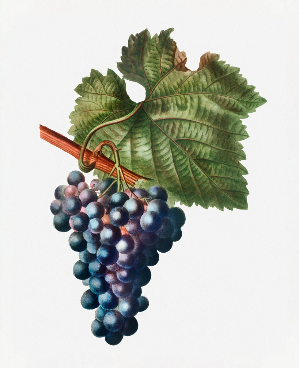 Grape Vine
