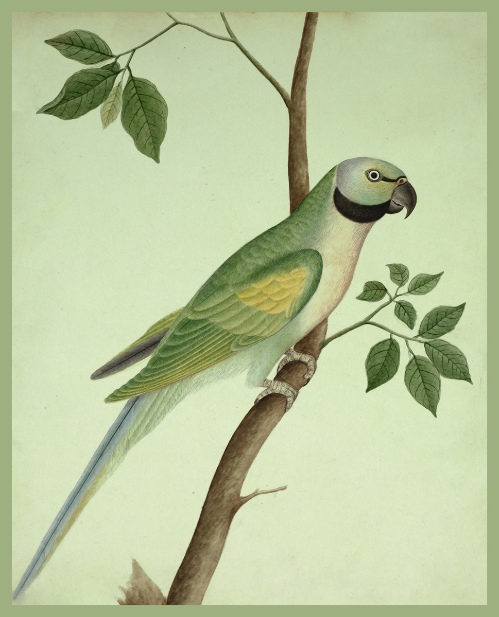 Tropical Elegance: 'Green Parrot' Bird