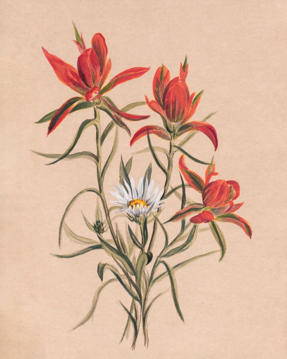 Indian Paintbrush