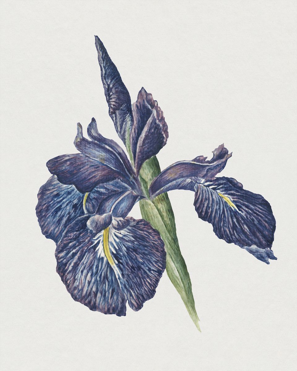 Iris