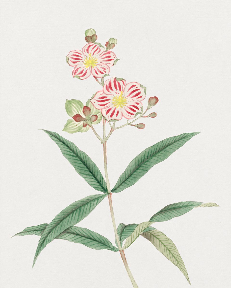 Japanese Red On White Blossoms