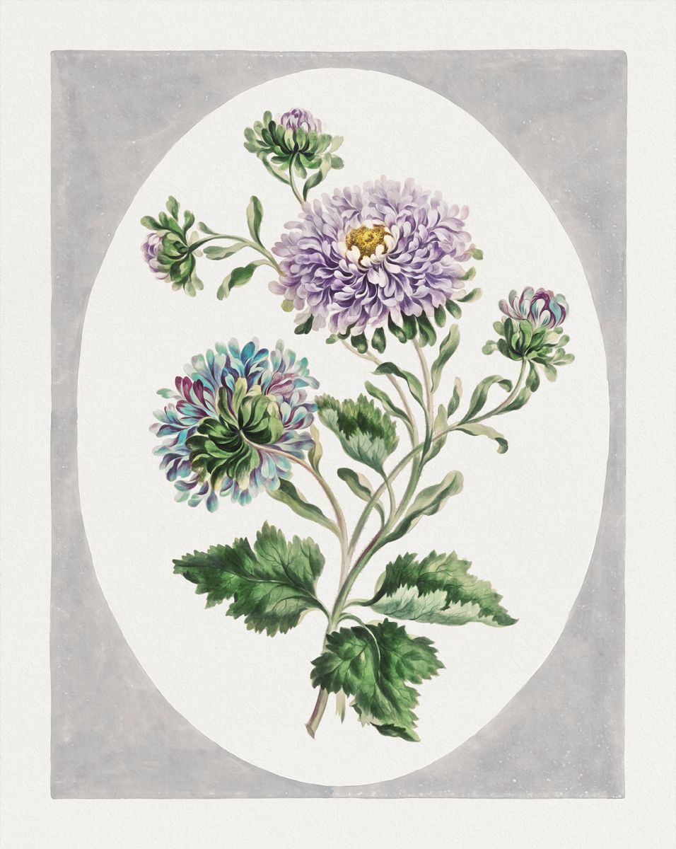 Large Double-China Aster