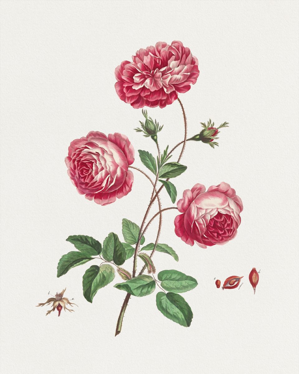 Larger Provence Rose