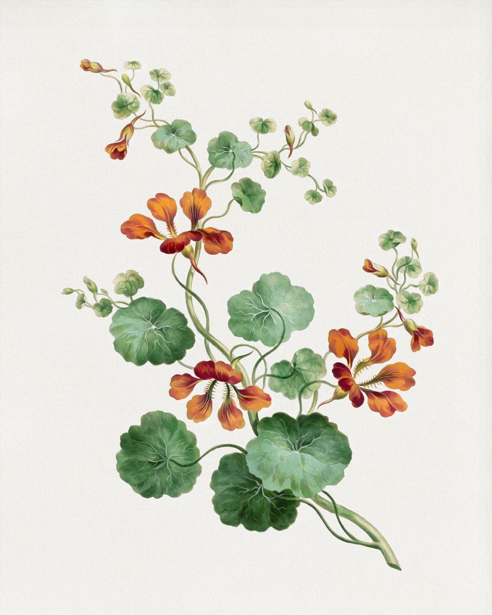 Nasturtium-1