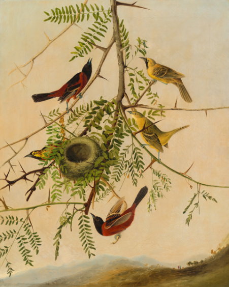 Melodic Serenade: 'Orchard Oriole' Charming Bird