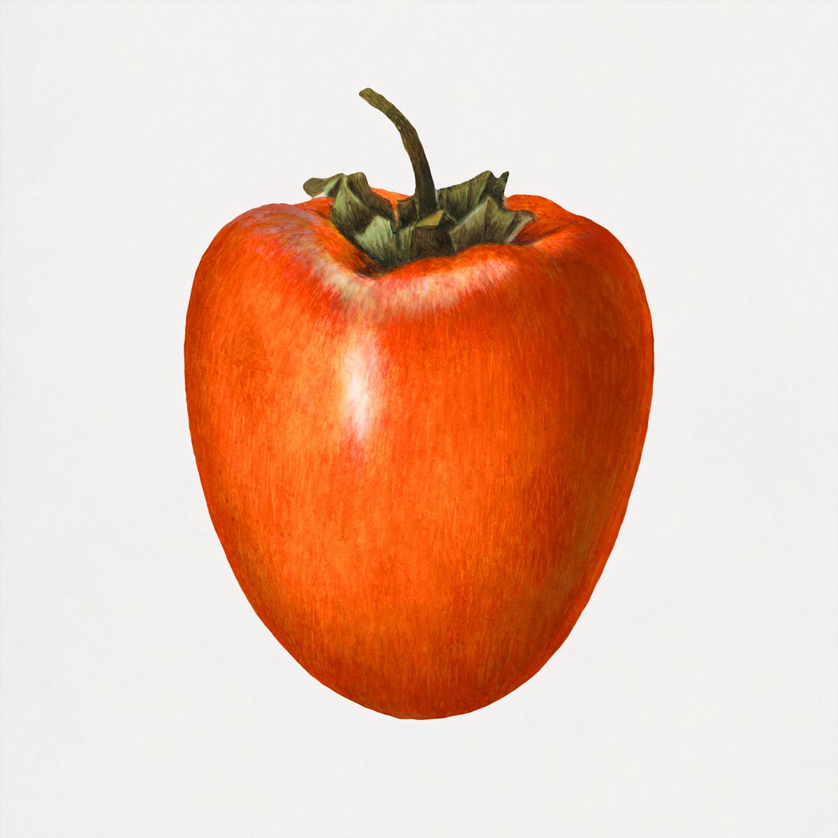 Persimmon