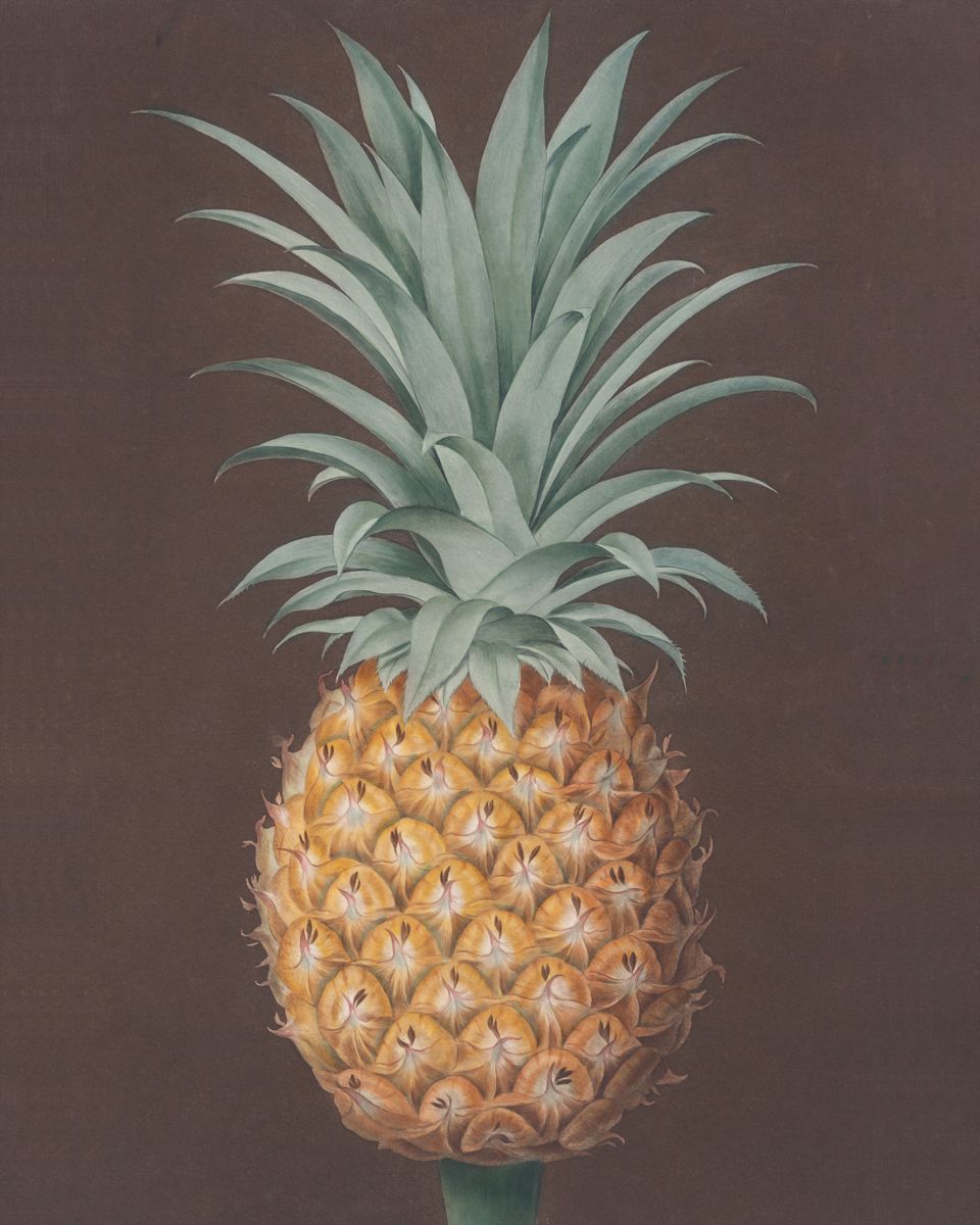 Smooth Leaved Green Antigua Pine