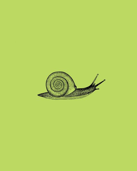 Snail