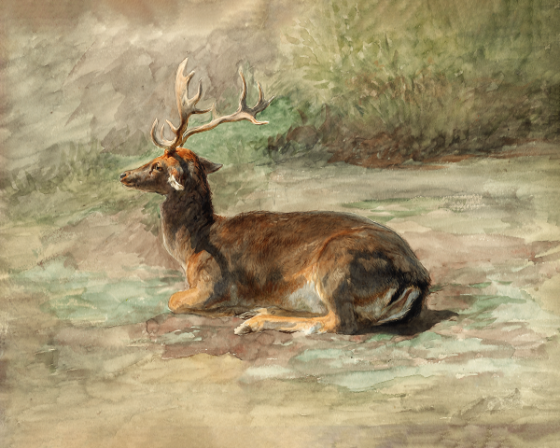 Resilient Beauty 'Waiting Deer' Art